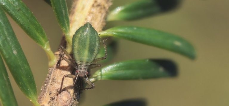 zelena hojeva us- Avtor Simon Golob